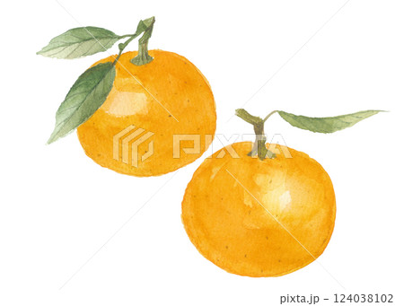 水彩で描いた橙　ダイダイ　2個 124038102