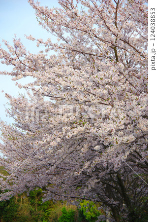 兵庫県洲本市　善光寺周辺の桜 124038853