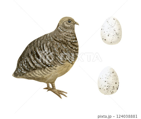 Quail with eggs watercolor illustration set isolated on white background. Farm bird in realistic detailed style for village and farming clipart. Old World chicken hand drawn sketch 124038881
