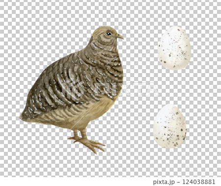 Quail with eggs watercolor illustration set isolated on white background. Farm bird in realistic detailed style for village and farming clipart. Old World chicken hand drawn sketch 124038881