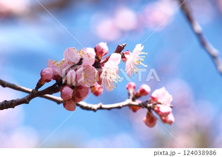 青空を背景にした杏の花 青空を背景にした杏の花 124038986