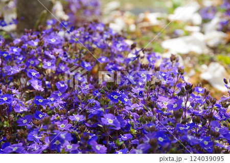 ベロニカ・オックスフォードブルー 124039095