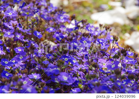 ベロニカ・オックスフォードブルー 124039096