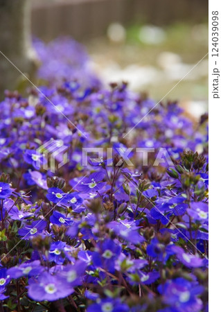 ベロニカ・オックスフォードブルー 124039098