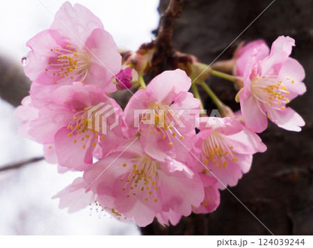 葵桜 葵桜 124039244