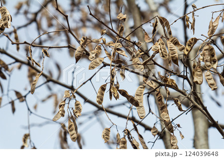 Close up of a brown color 'Robinia pseudoacacia' seed pod against a bright nature background Close up of a brown color 'Robinia pseudoacacia' seed pod against a bright nature background 124039648