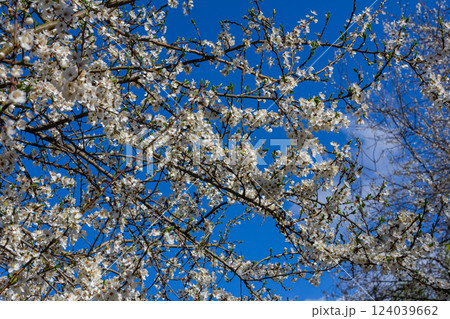 Prunus Cerasifera Blooming white plum tree. White flowers of Prunus Cerasifera Prunus Cerasifera Blooming white plum tree. White flowers of Prunus Cerasifera 124039662