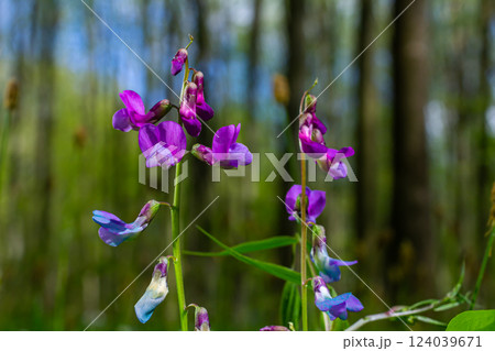 Lathyrus vernus in bloom, early spring vechling flower with blosoom and green leaves growing in forest, macro 124039671
