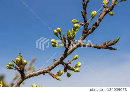 Buds prunus avium, commonly called wild cherry, sweet cherry, gean, or bird cherry. Budbreak. Springtime Buds prunus avium, commonly called wild cherry, sweet cherry, gean, or bird cherry. Budbreak. Springtime 124039678