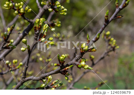 Buds prunus avium, commonly called wild cherry, sweet cherry, gean, or bird cherry. Budbreak. Springtime 124039679