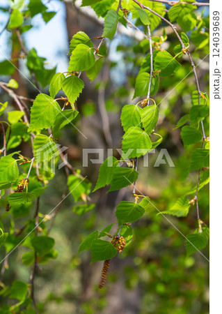 A birch branch with green leaves and earrings. Allergies due to spring blooms and pollen 124039689