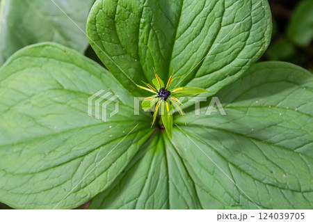 Paris quadrifolia in bloom. It is commonly known as herb Paris or true lover's knot 124039705