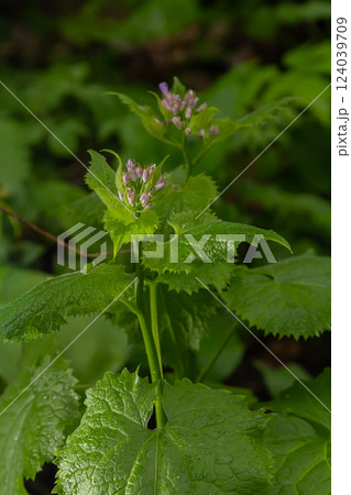 In spring, Lunaria rediviva blooms in the wild in the forest 124039709