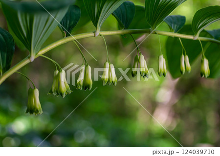 Polygonatum multiflorum flower in meadow, close up Polygonatum multiflorum flower in meadow, close up 124039710