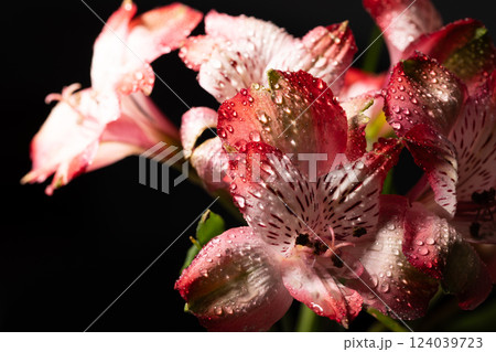 Alstroemeria flowers illuminated by beautiful light 124039723