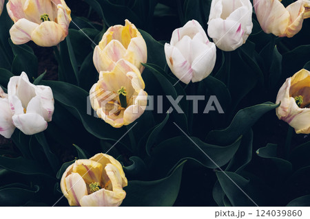 Blooming tulips. 124039860
