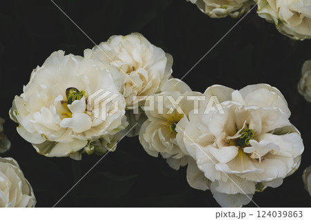 White flowers. 124039863