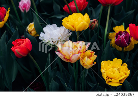Tulips in bloom. Tulips in bloom. 124039867