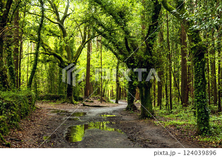 Dirt road through dark forest Dirt road through dark forest 124039896