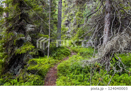 Fir forest in Republic of Karelia Fir forest in Republic of Karelia 124040003