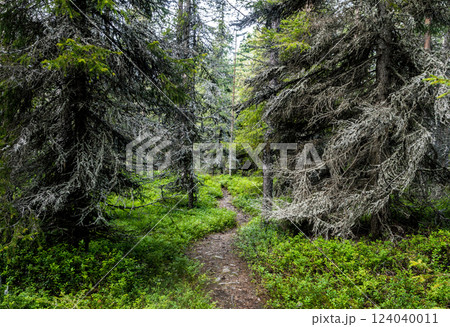 Fir forest in Republic of Karelia 124040011