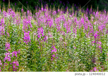Rosebay willowherb on a meadow 124040012
