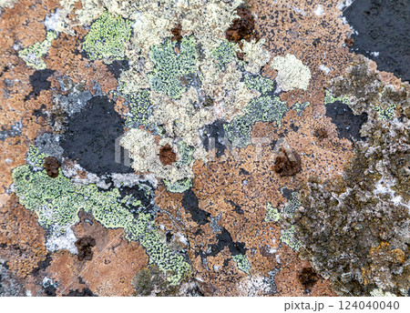 Colorful lichen on a rock 124040040