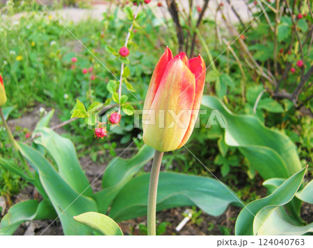 Close-up of a single red and yellow tulip bud in a garden. Close-up of a single red and yellow tulip bud in a garden. 124040763