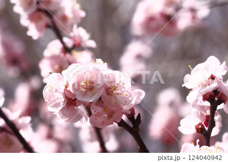 美しい杏の花 美しい杏の花 124040942