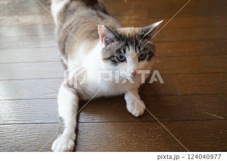 青い瞳のサクラネコ 124040977