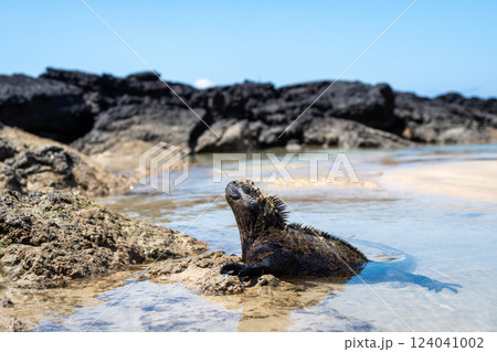 Marine iguana on rocks at Puerto Villamil beach, Galapagos, Ecuador Marine iguana on rocks at Puerto Villamil beach, Galapagos, Ecuador 124041002