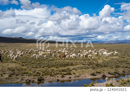 Herd of alpacas and llamas grazing in the highlands of Peru Herd of alpacas and llamas grazing in the highlands of Peru 124041021