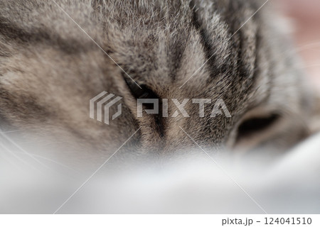 くつろぐ猫　サバトラ猫 124041510
