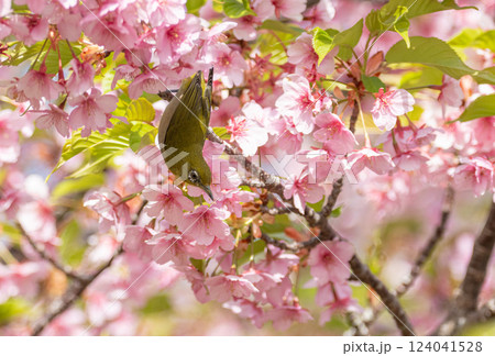 満開の桜と可愛いメジロ 124041528