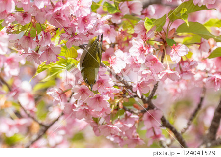 満開の桜と可愛いメジロ 124041529