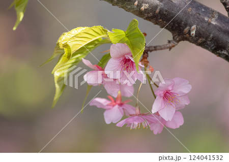 満開の河津桜 124041532