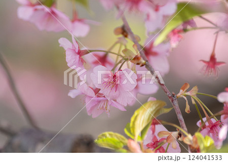 満開の河津桜 124041533