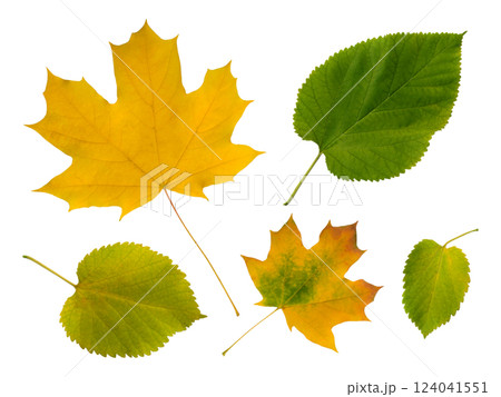 Vibrant autumn leaves isolated on white. A collection of yellow maple and green leaves showcasing the beauty of fall foliage. Perfect for seasonal designs, nature themes, and autumnal projects. Vibrant autumn leaves isolated on white. A collection of yellow maple and green leaves showcasing the beauty of fall foliage. Perfect for seasonal designs, nature themes, and autumnal projects. 124041551