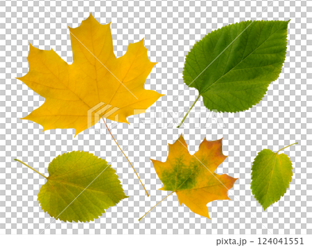 Vibrant autumn leaves isolated on white. A collection of yellow maple and green leaves showcasing the beauty of fall foliage. Perfect for seasonal designs, nature themes, and autumnal projects. Vibrant autumn leaves isolated on white. A collection of yellow maple and green leaves showcasing the beauty of fall foliage. Perfect for seasonal designs, nature themes, and autumnal projects. 124041551