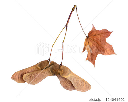 Closeup of maple seeds and a dried leaf hanging from a twig, isolated on white. Evokes themes of autumn, letting go, and the cycle of nature. Closeup of maple seeds and a dried leaf hanging from a twig, isolated on white. Evokes themes of autumn, letting go, and the cycle of nature. 124041602