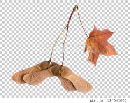 Closeup of maple seeds and a dried leaf hanging from a twig, isolated on white. Evokes themes of autumn, letting go, and the cycle of nature. Closeup of maple seeds and a dried leaf hanging from a twig, isolated on white. Evokes themes of autumn, letting go, and the cycle of nature. 124041602