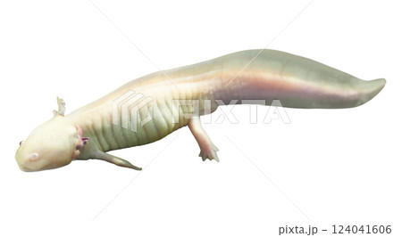 Stunning closeup of an axolotl, showcasing its unique pale coloration and delicate features. A captivating image perfect for scientific publications, educational materials, or aquaticthemed projects. Stunning closeup of an axolotl, showcasing its unique pale coloration and delicate features. A captivating image perfect for scientific publications, educational materials, or aquaticthemed projects. 124041606