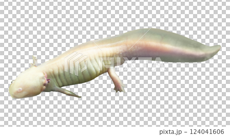 Stunning closeup of an axolotl, showcasing its unique pale coloration and delicate features.  A captivating image perfect for scientific publications, educational materials, or aquaticthemed projects. 124041606