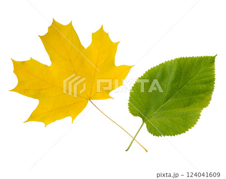 Vibrant autumnal maple leaf and fresh green leaf isolated on white. Perfect for nature, seasonal, change, or growth concepts. Ideal for cards, websites, or educational materials. Vibrant autumnal maple leaf and fresh green leaf isolated on white. Perfect for nature, seasonal, change, or growth concepts. Ideal for cards, websites, or educational materials. 124041609