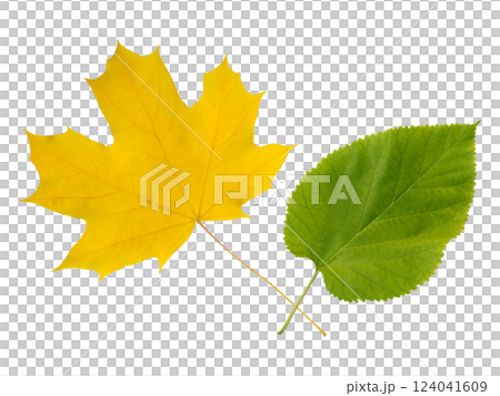 Vibrant autumnal maple leaf and fresh green leaf isolated on white.  Perfect for nature, seasonal, change, or growth concepts. Ideal for cards, websites, or educational materials. 124041609