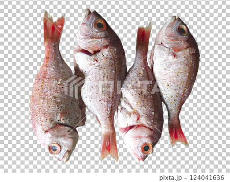 Freshly caught red snapper, seasoned with peppercorns, ready for cooking. A vibrant image ideal for culinary blogs, restaurant menus, or seafood industry publications. Freshly caught red snapper, seasoned with peppercorns, ready for cooking. A vibrant image ideal for culinary blogs, restaurant menus, or seafood industry publications. 124041636
