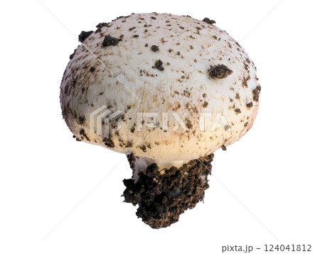 Closeup of a freshly harvested mushroom, still clinging to its earthy origins. The image evokes themes of nature, growth, and harvest, perfect for culinary, agricultural, or environmental contexts. Closeup of a freshly harvested mushroom, still clinging to its earthy origins. The image evokes themes of nature, growth, and harvest, perfect for culinary, agricultural, or environmental contexts. 124041812