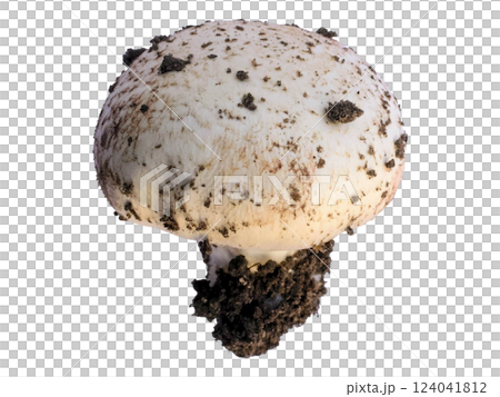 Closeup of a freshly harvested mushroom, still clinging to its earthy origins.  The image evokes themes of nature, growth, and harvest, perfect for culinary, agricultural, or environmental contexts. 124041812