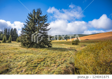 A vast wild expanse showcases the natural beauty of the Ore Mountains in Czech Republic. Lush greenery contrasts with the blue sky, while tall pine trees dot the landscape. 124041875