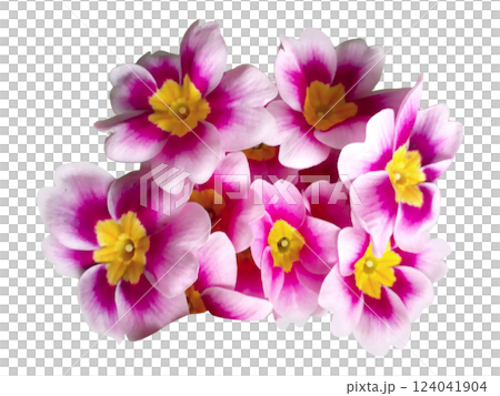 Vibrant pink and white primroses create a stunning floral bouquet, perfect for spring themes, greeting cards, or website banners. 124041904